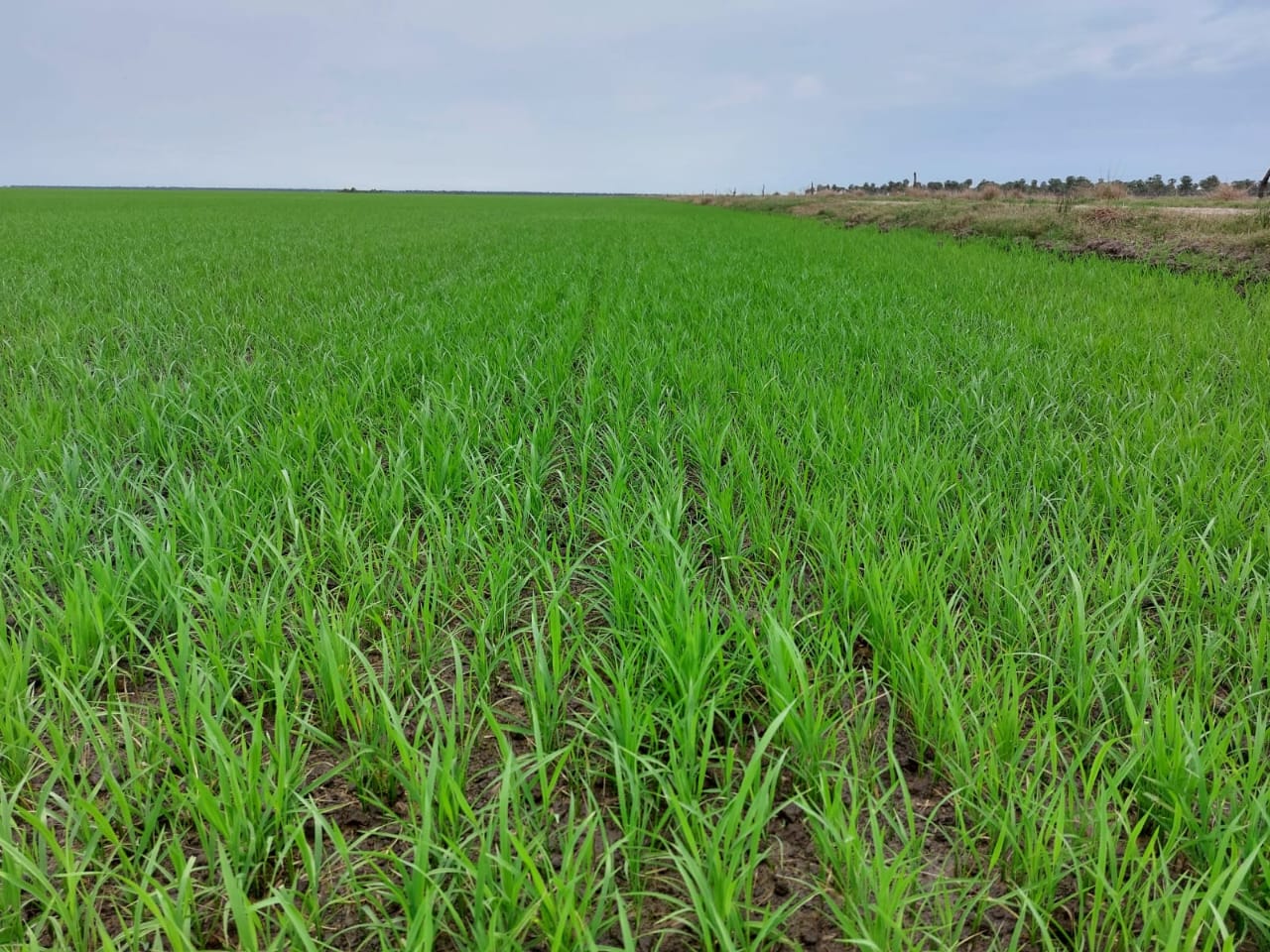 Cultivo de arroz en el Chaco paraguayo